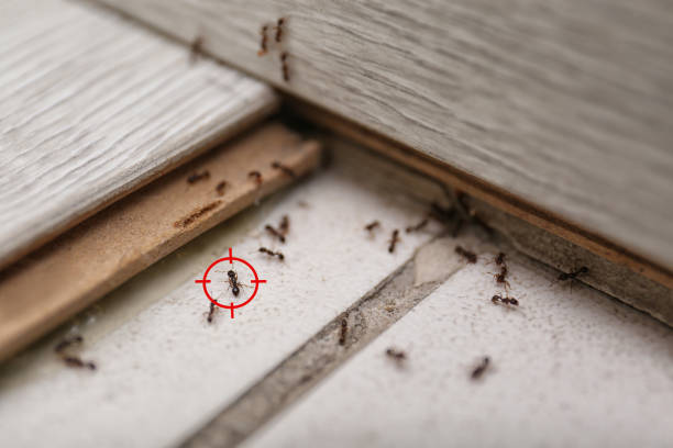 Best Pest Inspection Near Me  in Mauriceville, TX