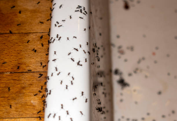 Best Pest Prevention Services  in Mauriceville, TX