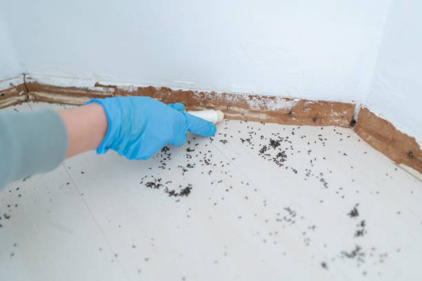 Best Wasp Removal Services  in Mauriceville, TX